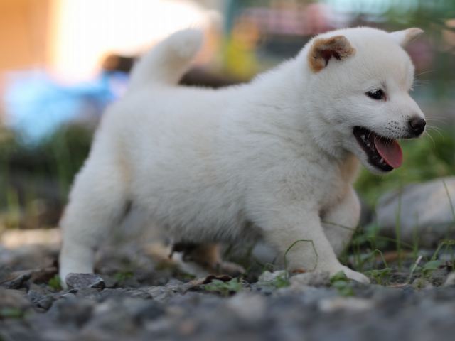 AI5I1284-puppy AI5I1284-puppy