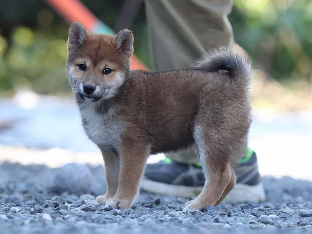AI5I1287-puppy AI5I1287-puppy