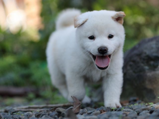 AI5I1304-puppy AI5I1304-puppy