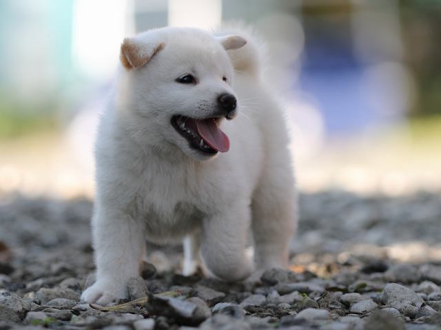 AI5I1322-puppy AI5I1322-puppy