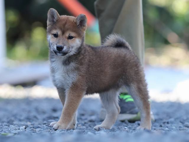 AI5I1327-puppy AI5I1327-puppy