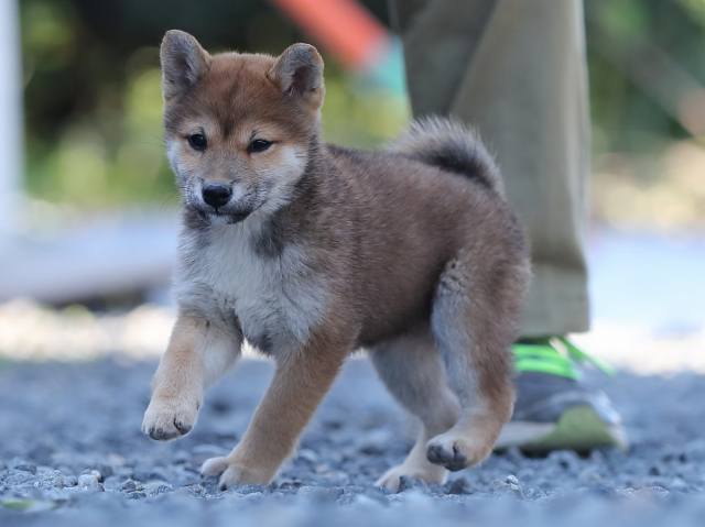 AI5I1330-puppy AI5I1330-puppy