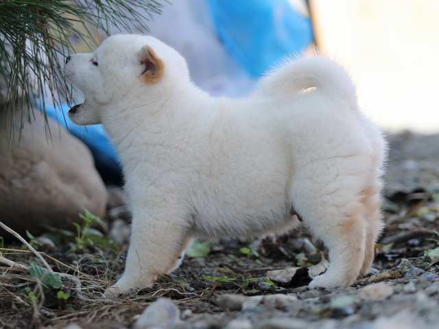 AI5I1357-puppy AI5I1357-puppy