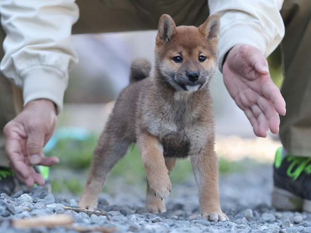 AI5I1358-puppy AI5I1358-puppy