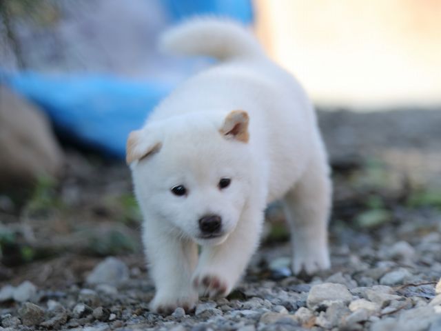 AI5I1366-puppy AI5I1366-puppy