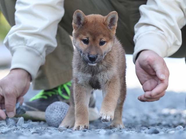 AI5I1380-puppy AI5I1380-puppy
