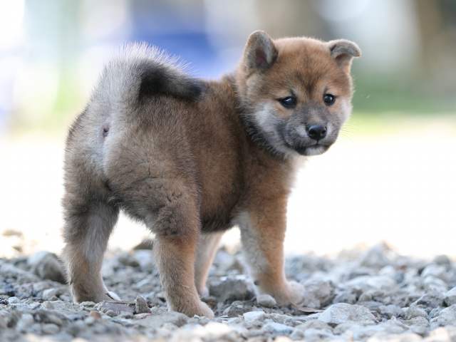 AI5I1394-puppy AI5I1394-puppy