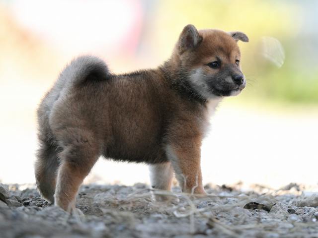 AI5I1405-puppy AI5I1405-puppy