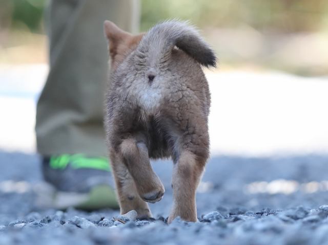 AI5I1430-puppy AI5I1430-puppy