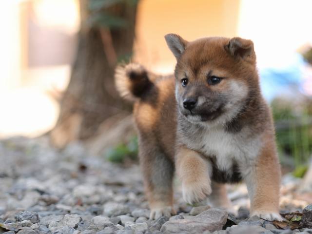 AI5I1454-puppy AI5I1454-puppy