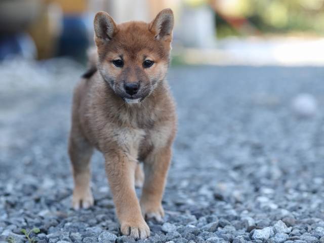 AI5I1477-puppy AI5I1477-puppy