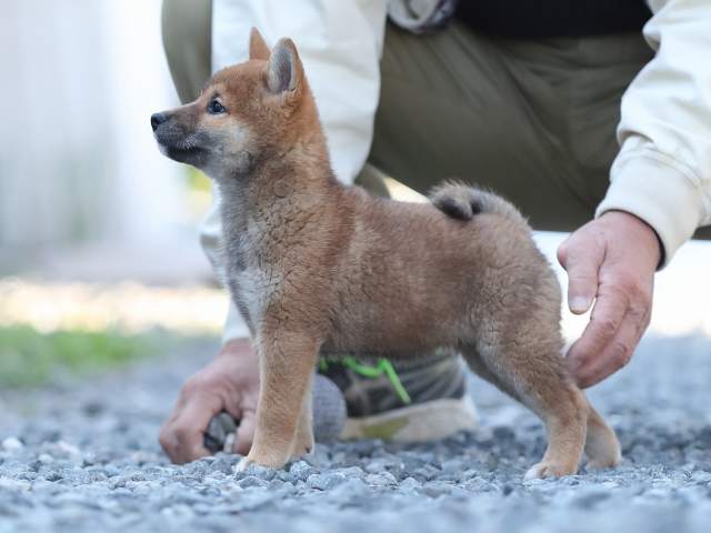 AI5I1489-puppy AI5I1489-puppy