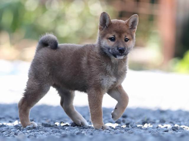 AI5I1553-puppy AI5I1553-puppy