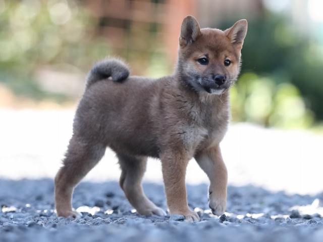 AI5I1562-puppy AI5I1562-puppy