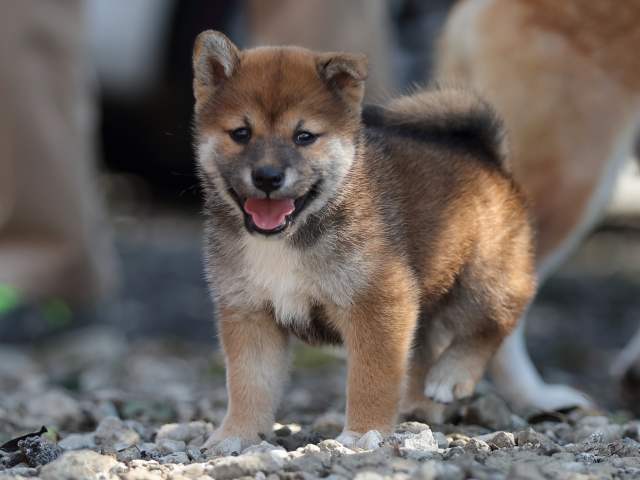 AI5I1569-puppy AI5I1569-puppy