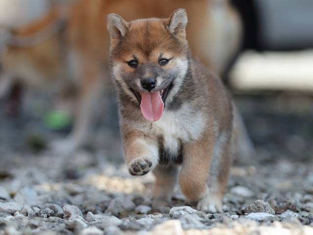 AI5I1582-puppy AI5I1582-puppy