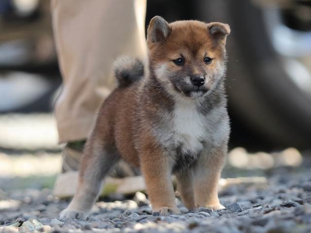 AI5I1610-puppy AI5I1610-puppy