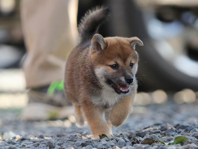 AI5I1623-puppy AI5I1623-puppy