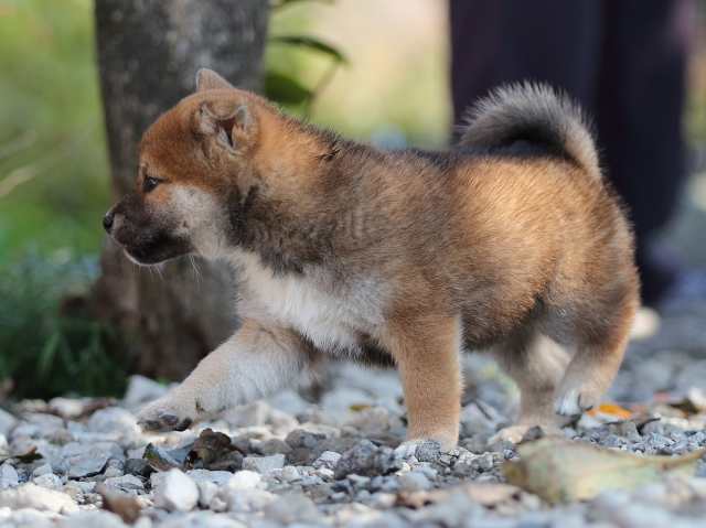AI5I1653-puppy AI5I1653-puppy