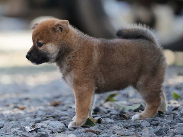 AI5I1664-puppy AI5I1664-puppy