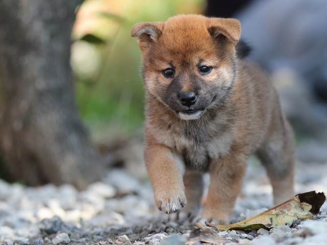 AI5I1775-puppy AI5I1775-puppy