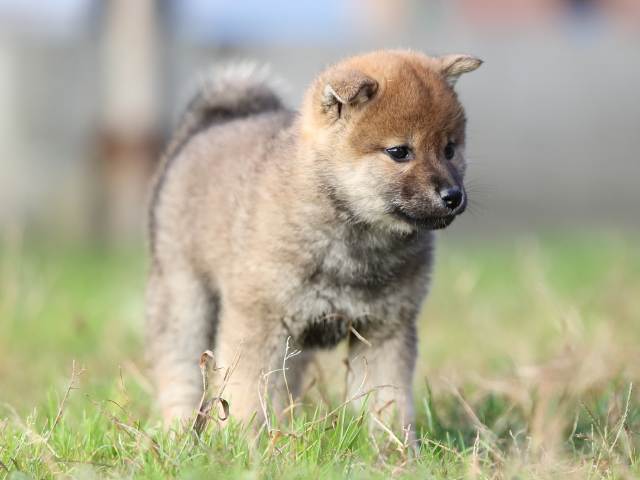AI5I1778-puppy AI5I1778-puppy