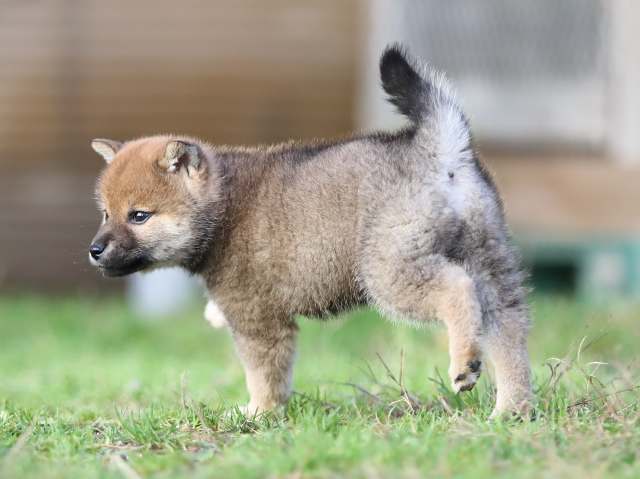AI5I1783-puppy AI5I1783-puppy