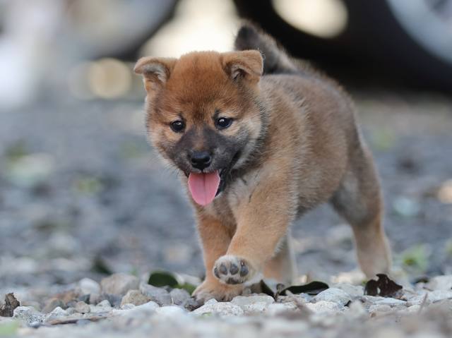 AI5I1787-puppy AI5I1787-puppy