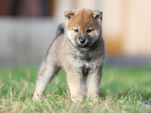 AI5I1794-puppy AI5I1794-puppy