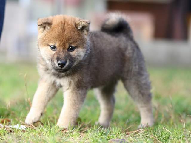 AI5I1800-puppy AI5I1800-puppy