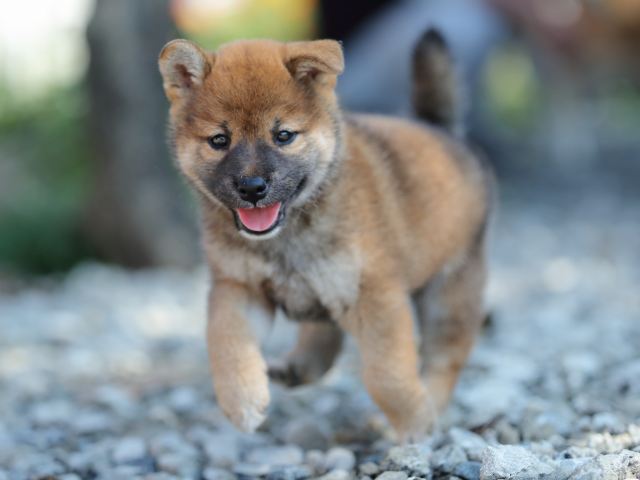 AI5I1809-puppy AI5I1809-puppy