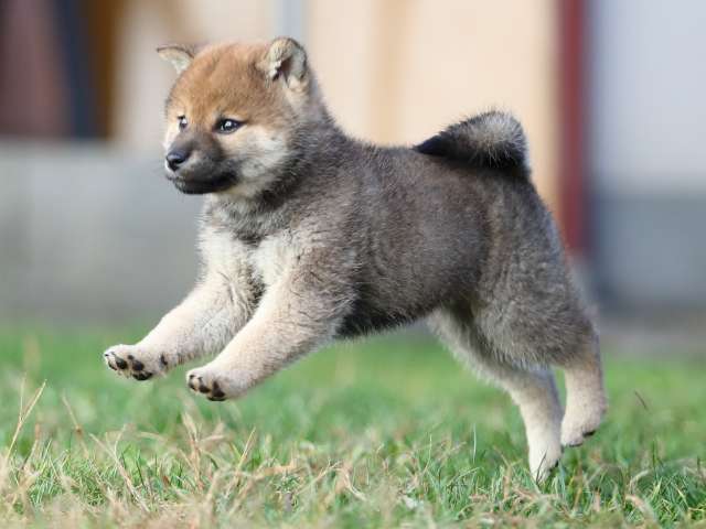 AI5I1819-puppy AI5I1819-puppy