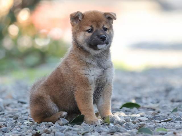 AI5I1853-puppy AI5I1853-puppy