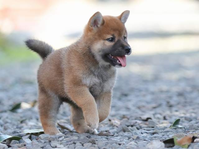 AI5I1867-puppy AI5I1867-puppy