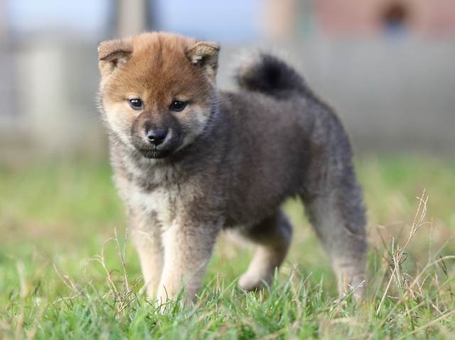 AI5I1878-puppy AI5I1878-puppy