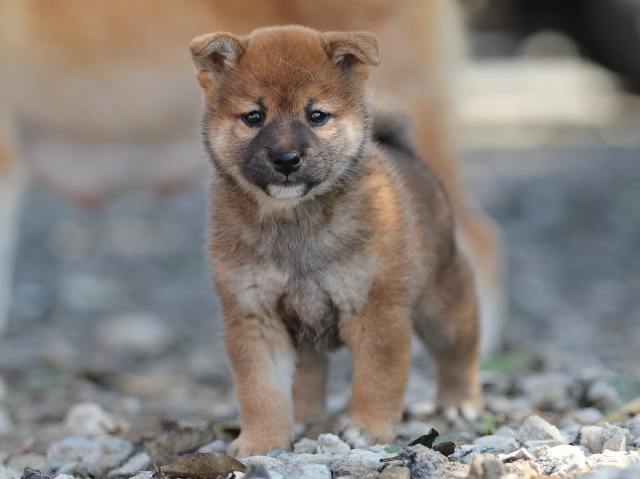 AI5I1913-puppy AI5I1913-puppy