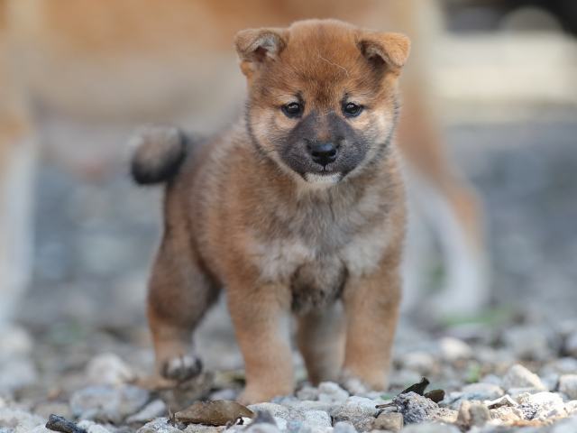 AI5I1936-puppy AI5I1936-puppy