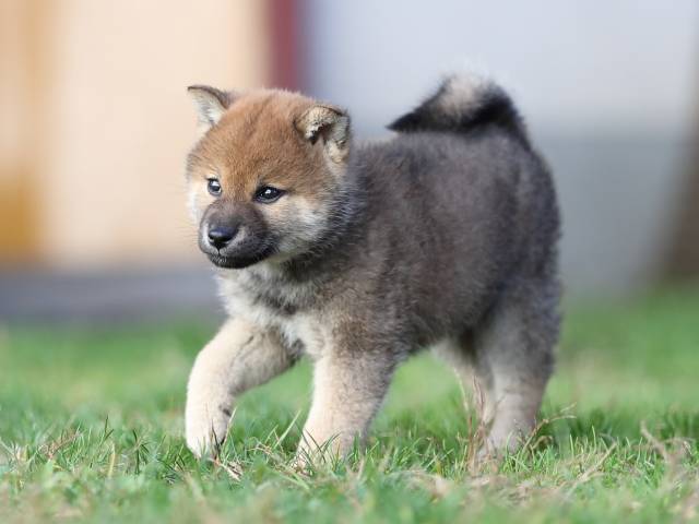 AI5I1943-puppy AI5I1943-puppy