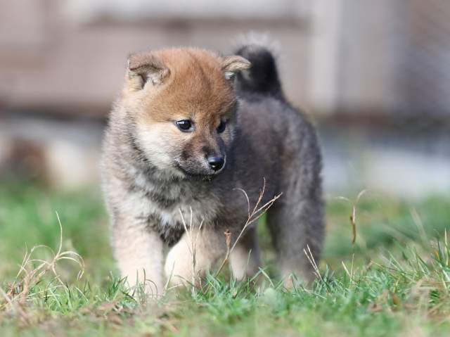 AI5I1964-puppy AI5I1964-puppy