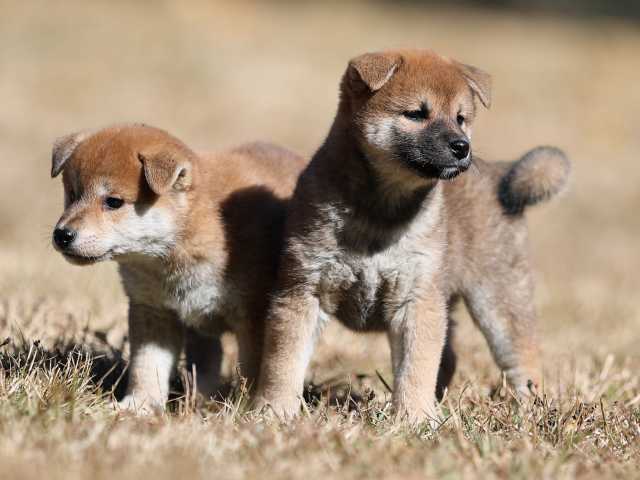 AI5I2029-puppy AI5I2029-puppy