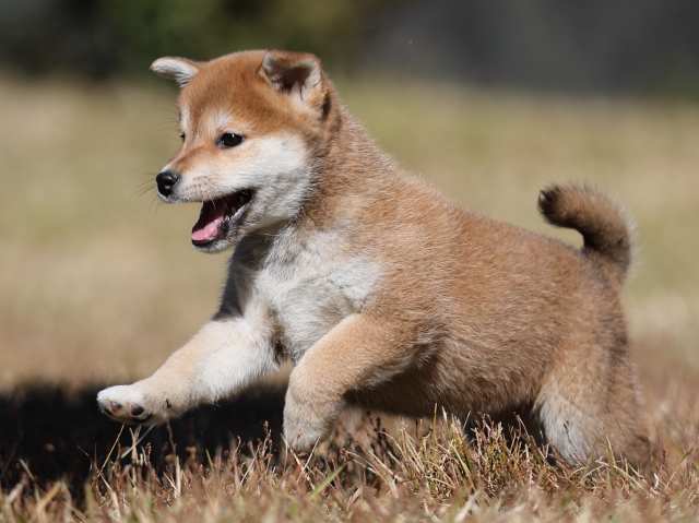 AI5I2056-puppy AI5I2056-puppy