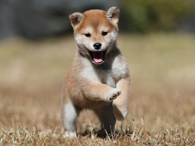 AI5I2068-puppy AI5I2068-puppy