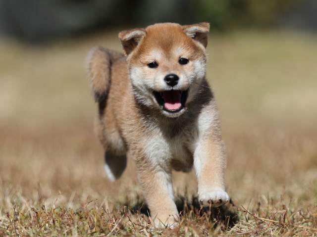AI5I2070-puppy AI5I2070-puppy