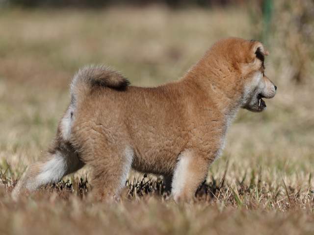 AI5I2092-puppy AI5I2092-puppy