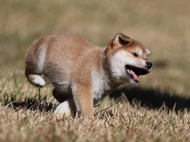 AI5I2105-puppy AI5I2105-puppy