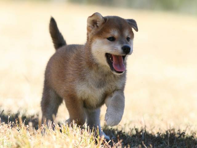 AI5I2127-puppy AI5I2127-puppy
