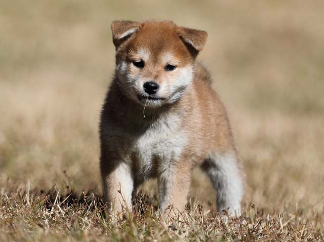 AI5I2253-puppy AI5I2253-puppy