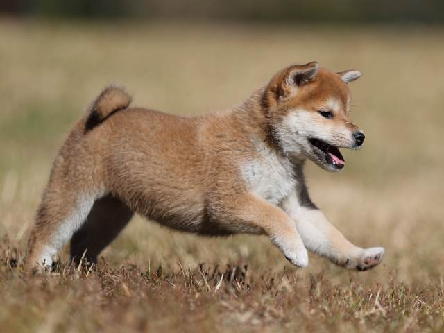 AI5I2322-puppy AI5I2322-puppy