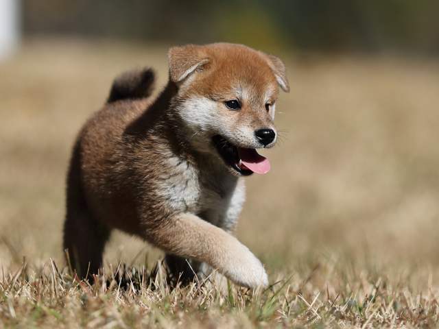 AI5I2484-puppy AI5I2484-puppy
