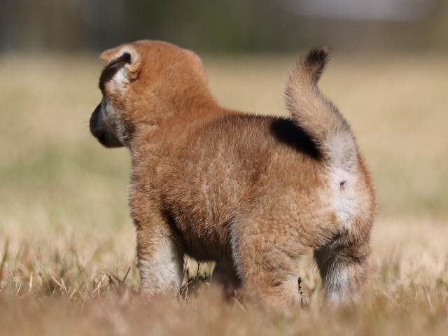 AI5I2506-puppy AI5I2506-puppy
